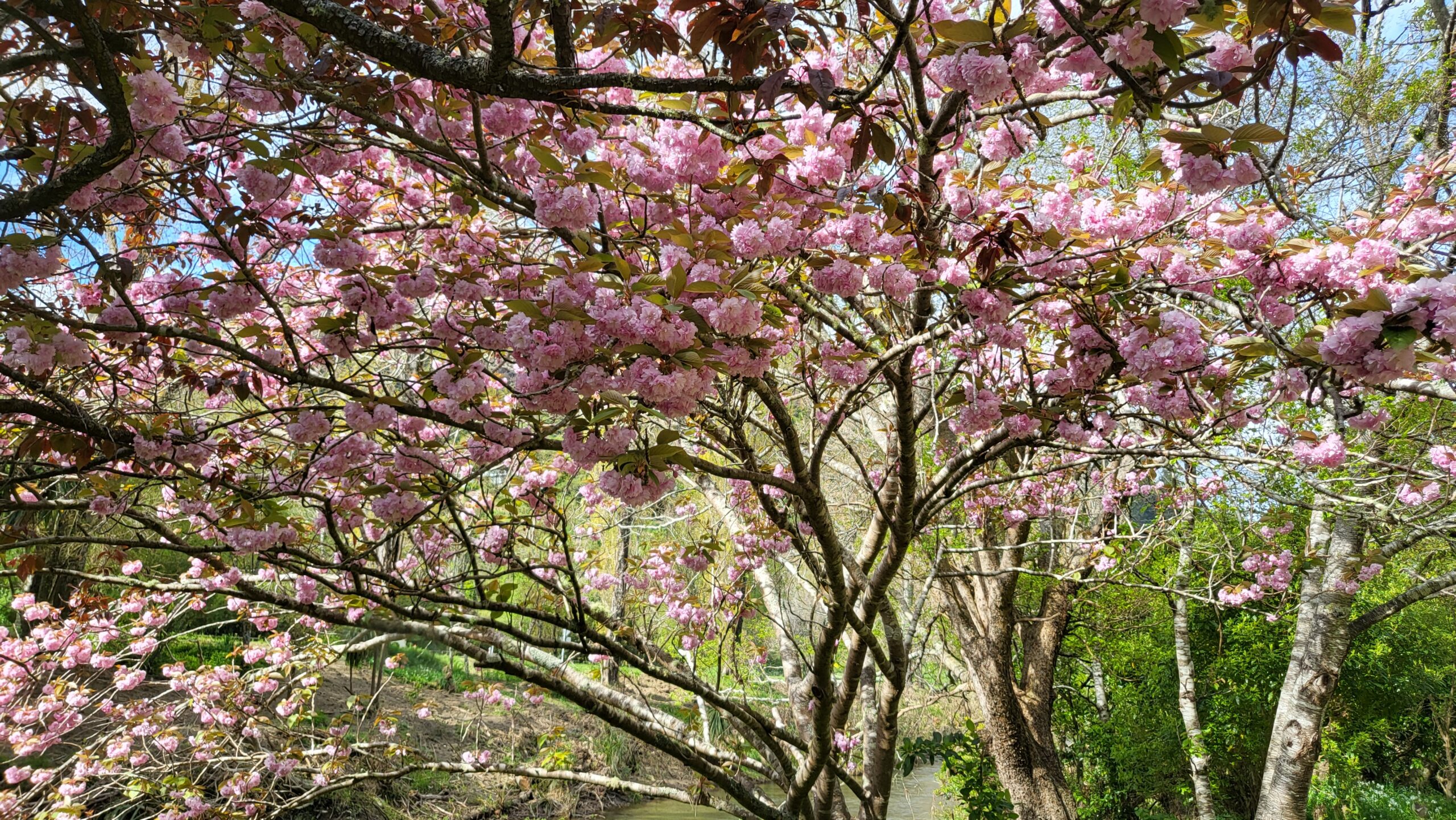 cherry tree in bloom