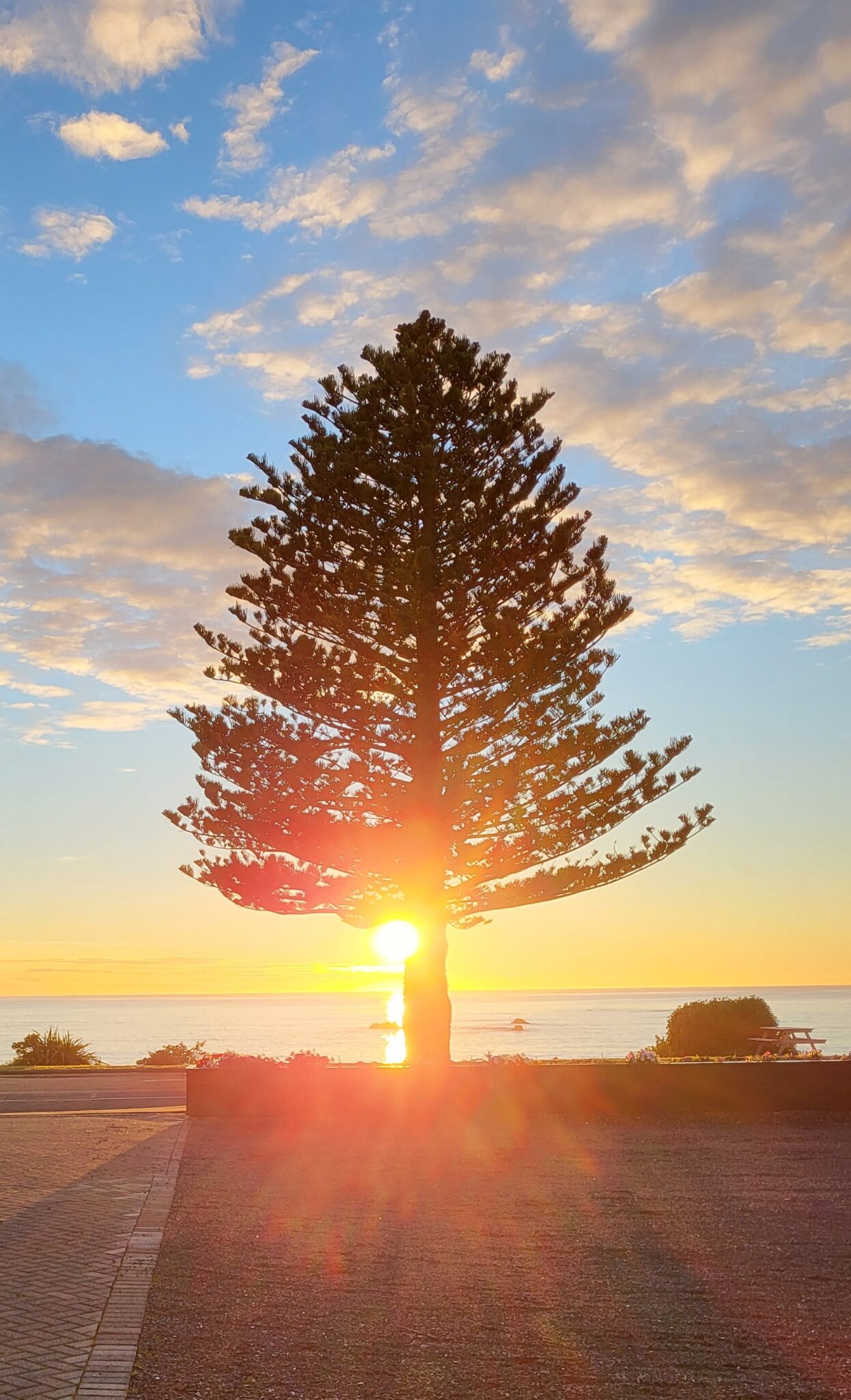 Single Norfolk pine at dawn on the kaikōura beachfront, New Zealand. Photo credit Fiona Gillespie