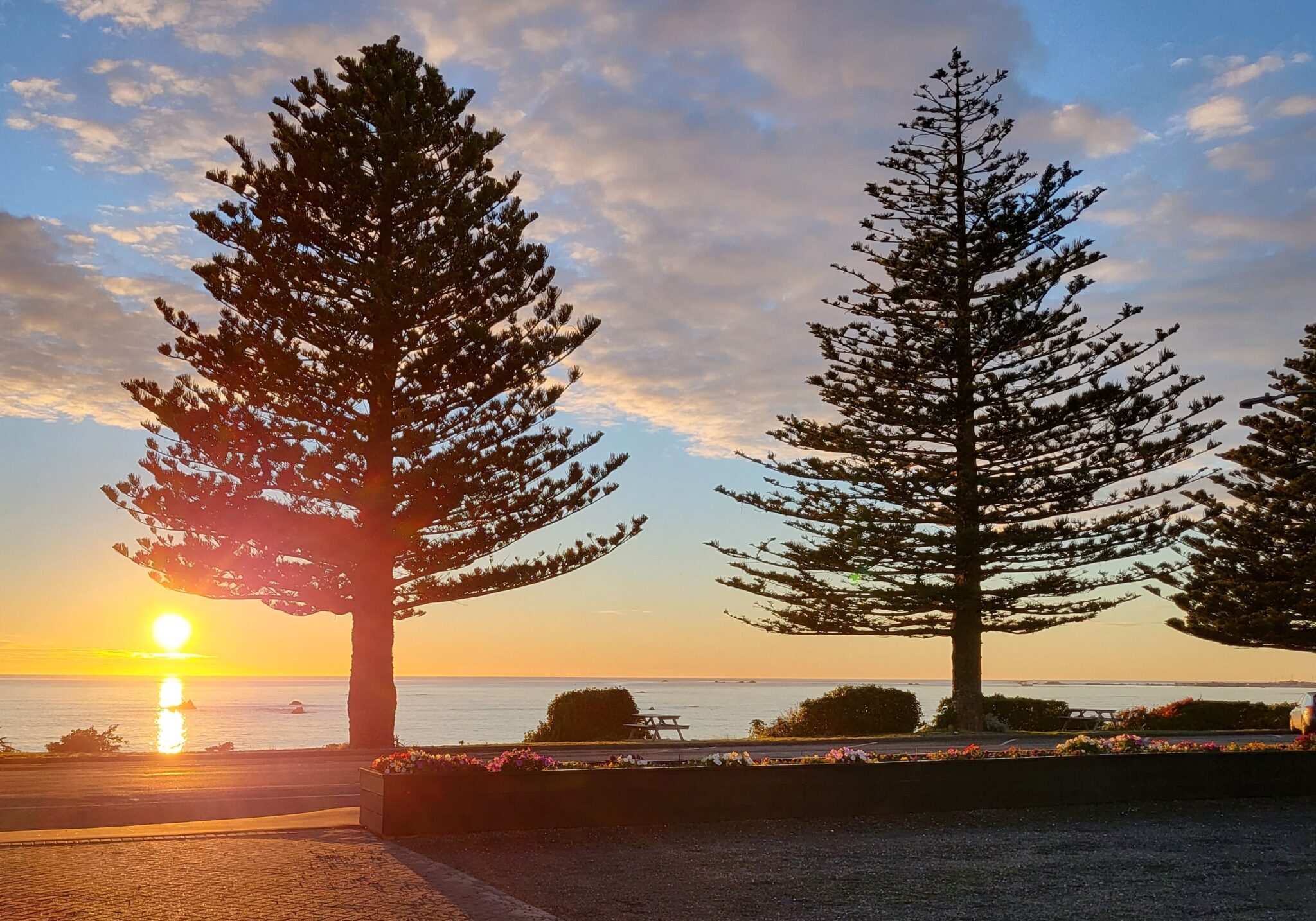 Two Norfolk pines at dawn taken in kaikōura, New Zealand. Photo credit Fiona Gillespie