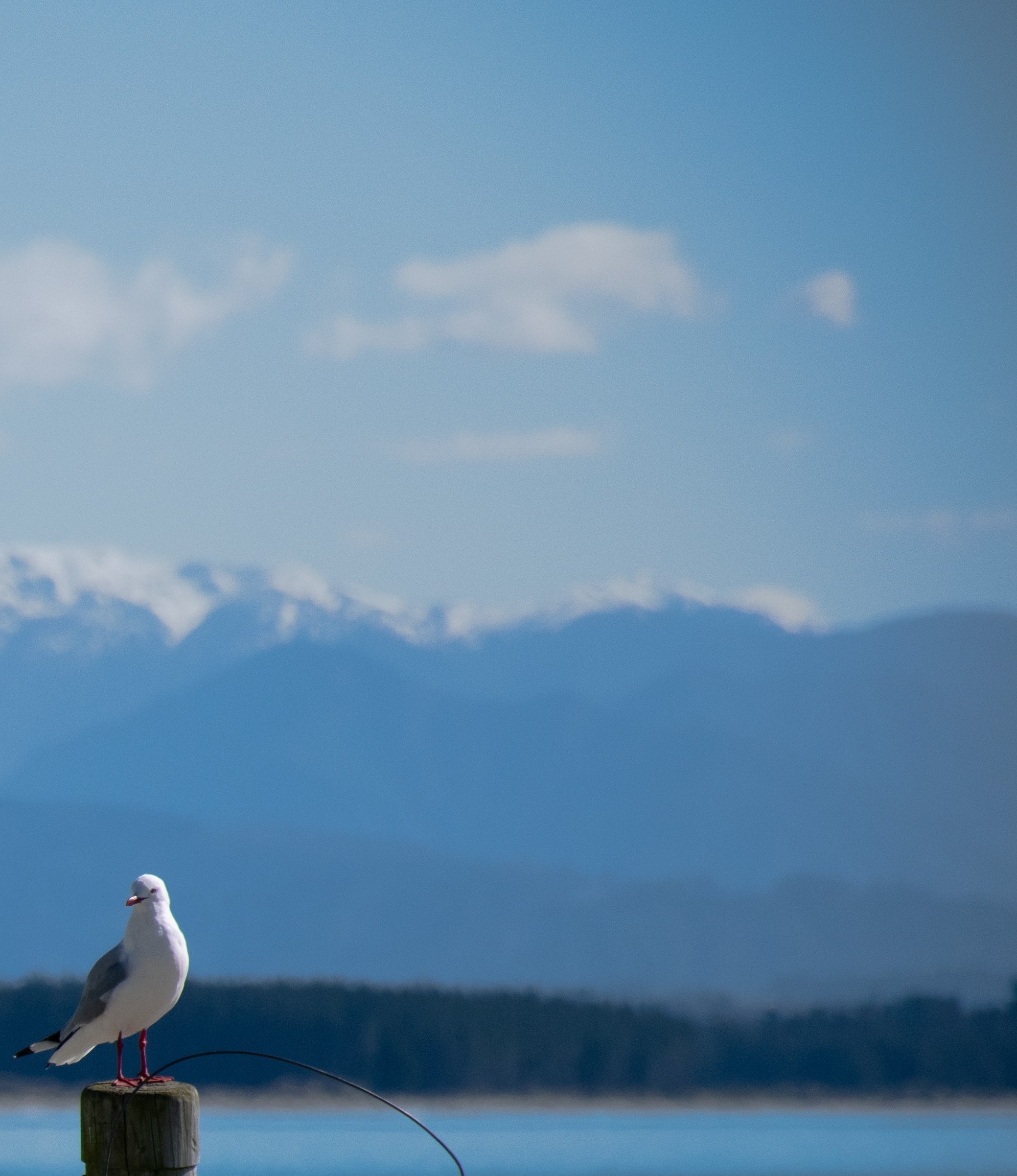 triptych 3 Tuao Wharepapa Mount Arthur range, covered in snow as seen from Tāhunanui back beach, Whakatū Nelson, New Zealand Aotearoa. Photo credit Kahura Gillespie